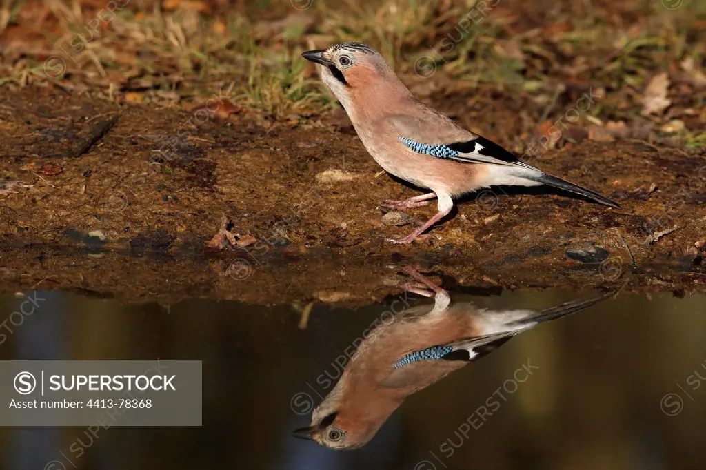 European Jay standing close to a pool