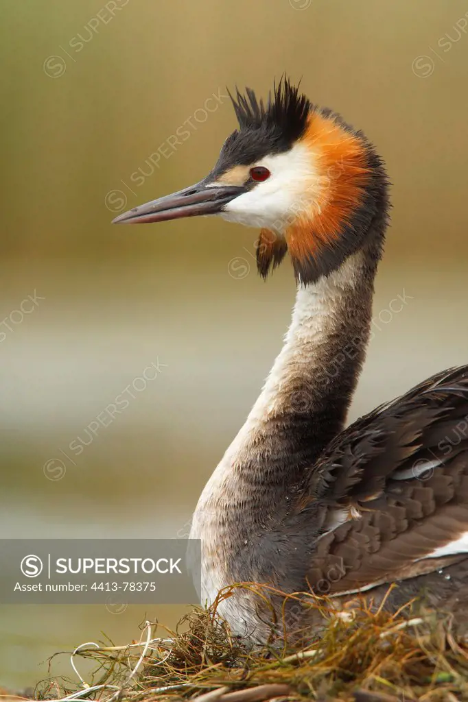 Portrait of Crested Grebe on the nest