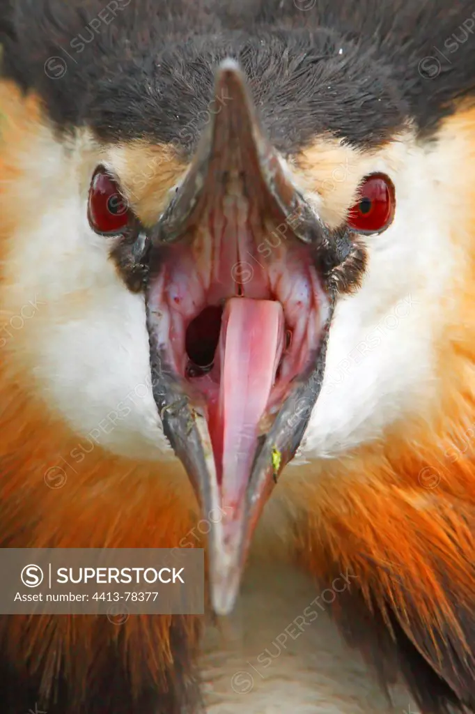 Close-up of the head of a Crested Grebe screaming