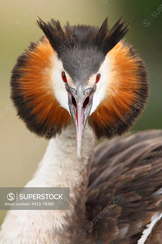 Portrait of a Crested Grebe screaming