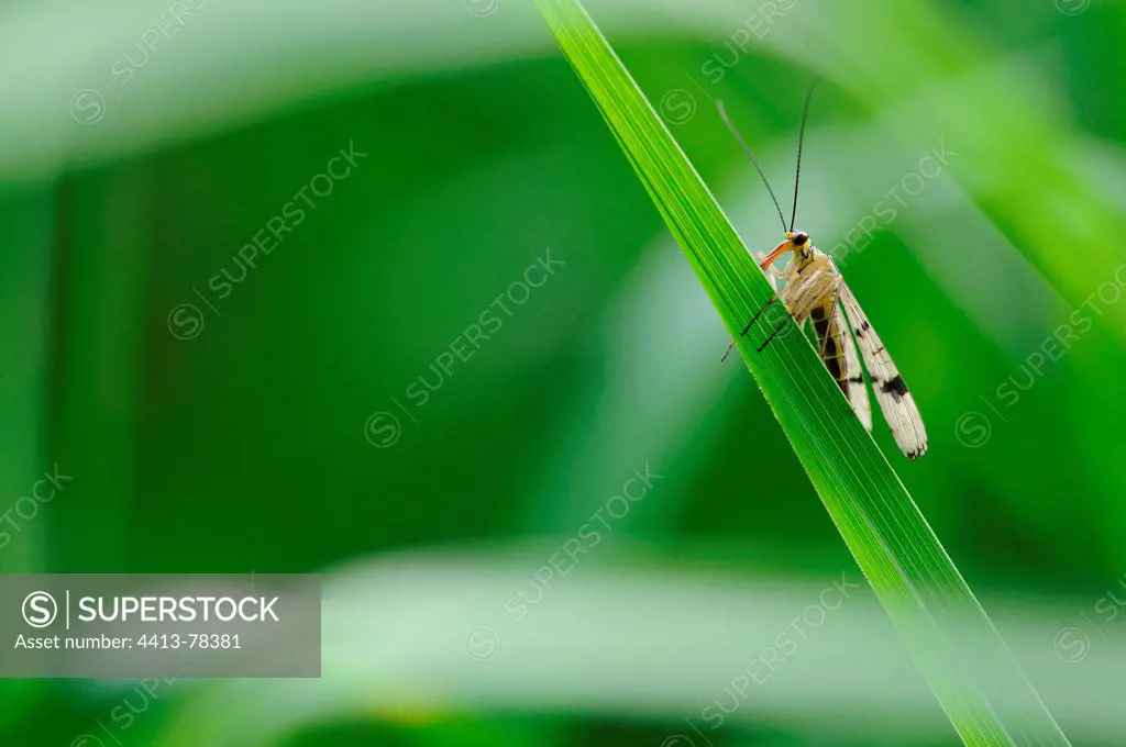 Common Scorpion Fly resting on a blade of grass Normandie