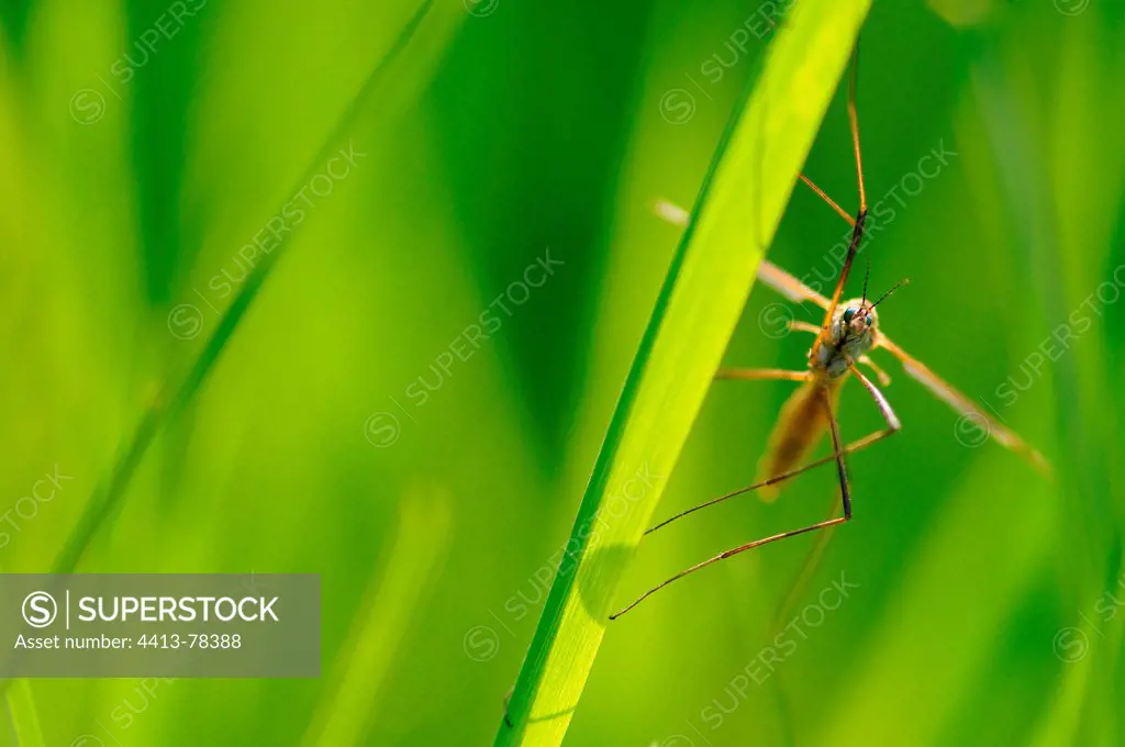 Crane Fly landed on a blade of grass France