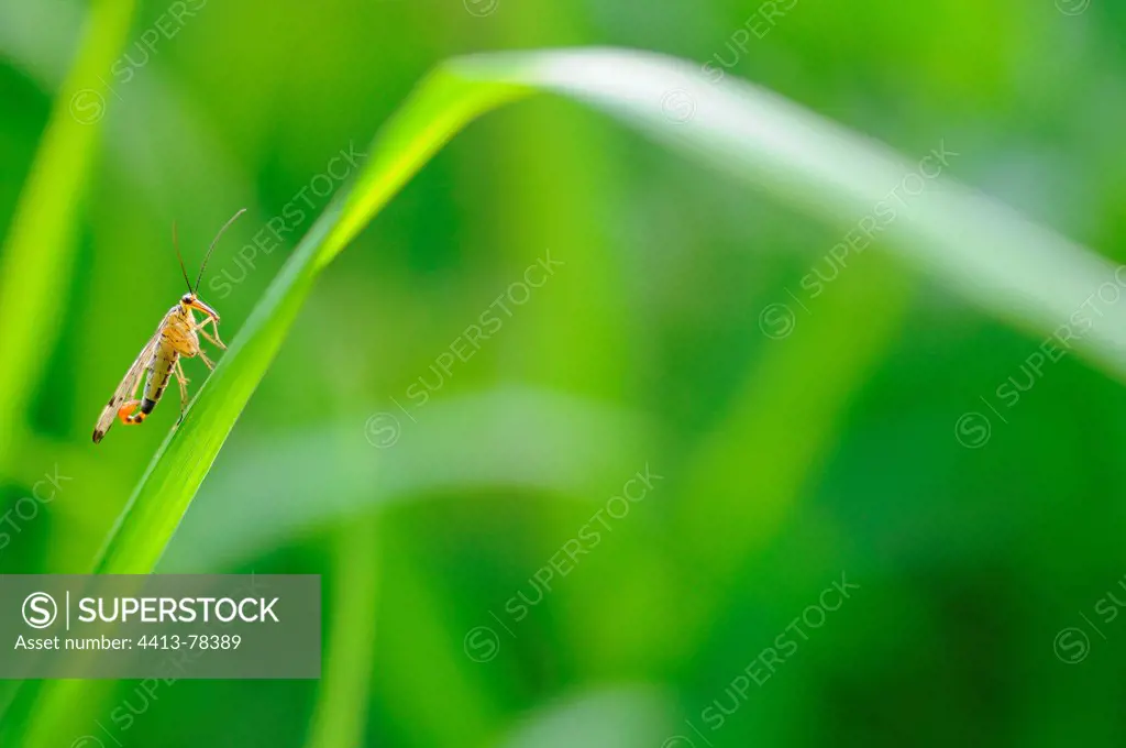 Common Scorpion Fly landed on a blade of grass France