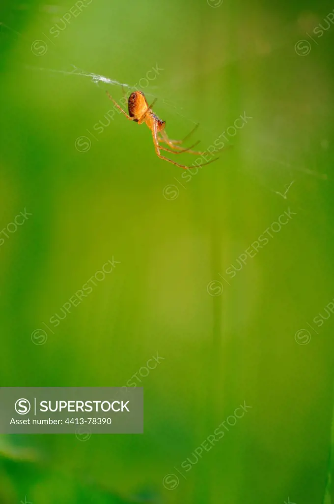 Orange Spider on its web in grass Normandie