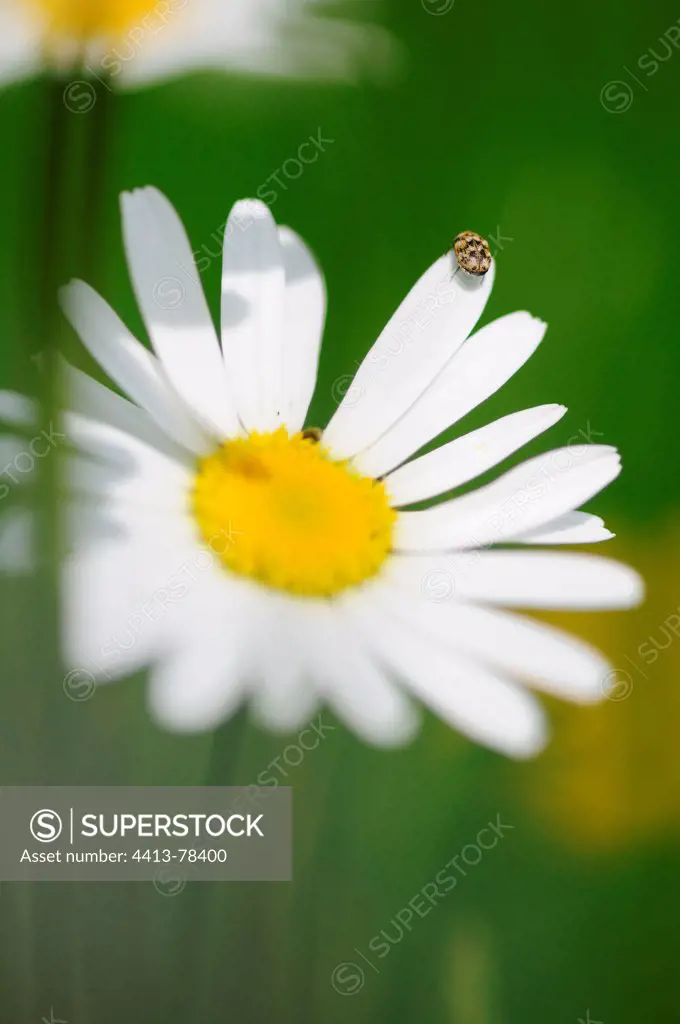 Hide Beetle walking on an Oxeye Daisy Normandie