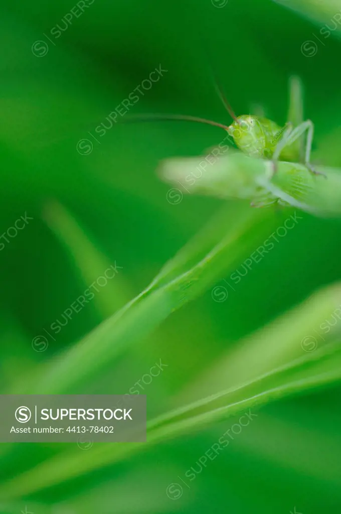 Great Green Bush-cricket on a grass Normandie France