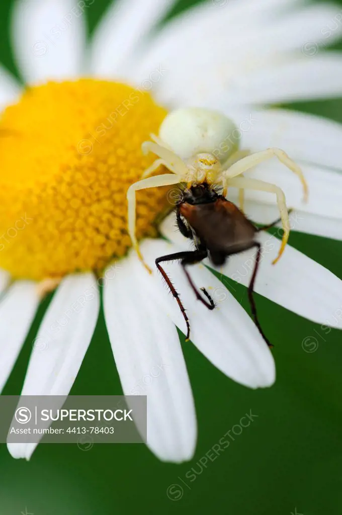 Goldenrod Spider paralyzing its prey on an Oxeye Daisy