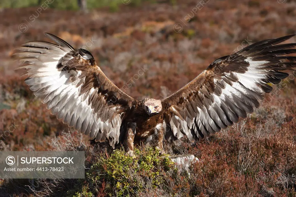 Golden Eagle landing in moor Ecosse