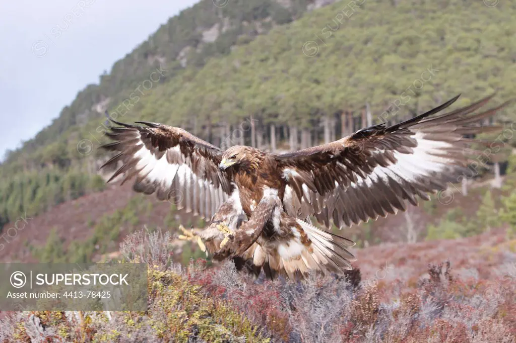 Golden Eagle landing in moor Ecosse