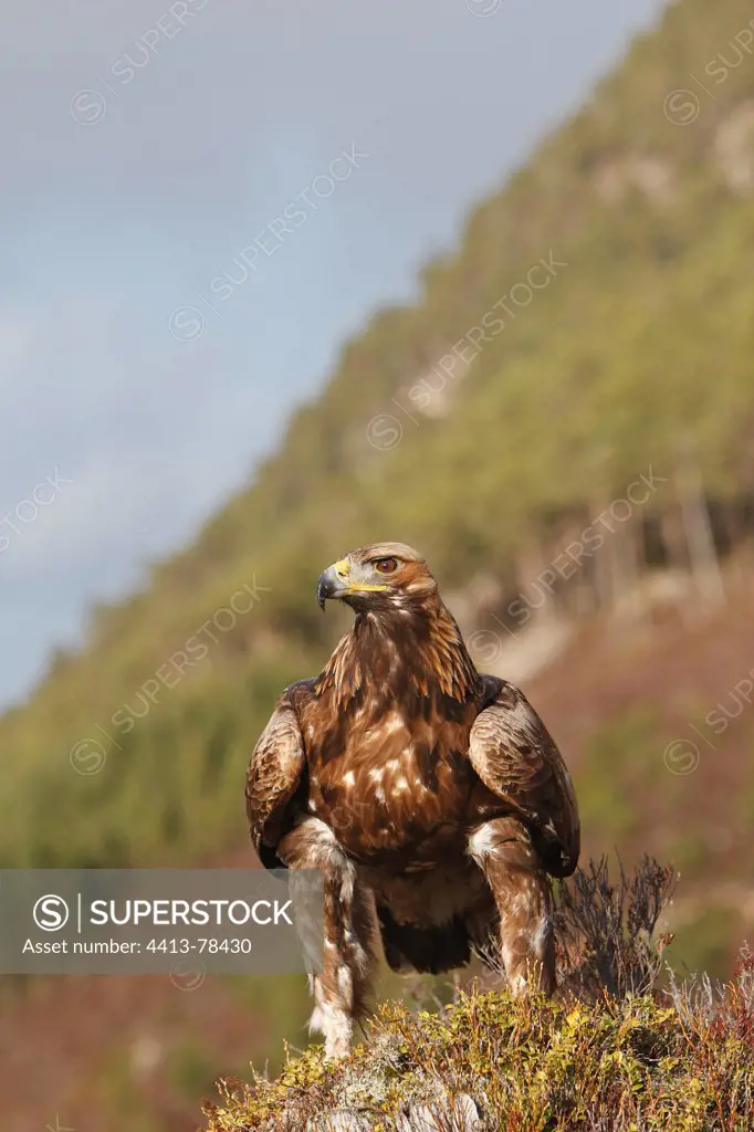 Golden Eagle in moor Ecosse