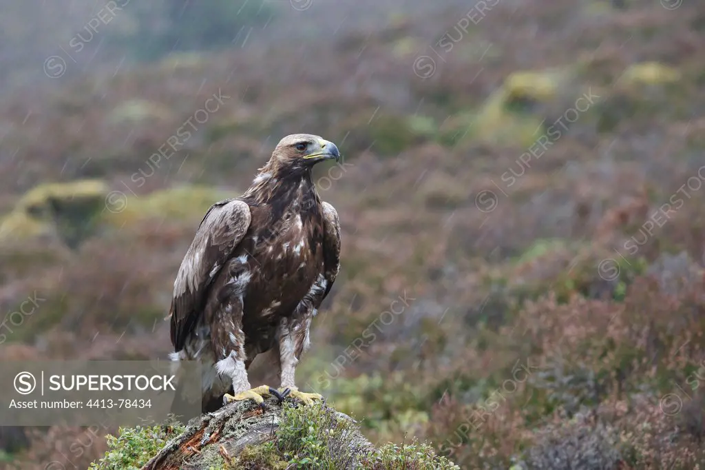 Golden Eagle in moor in the rain Ecosse