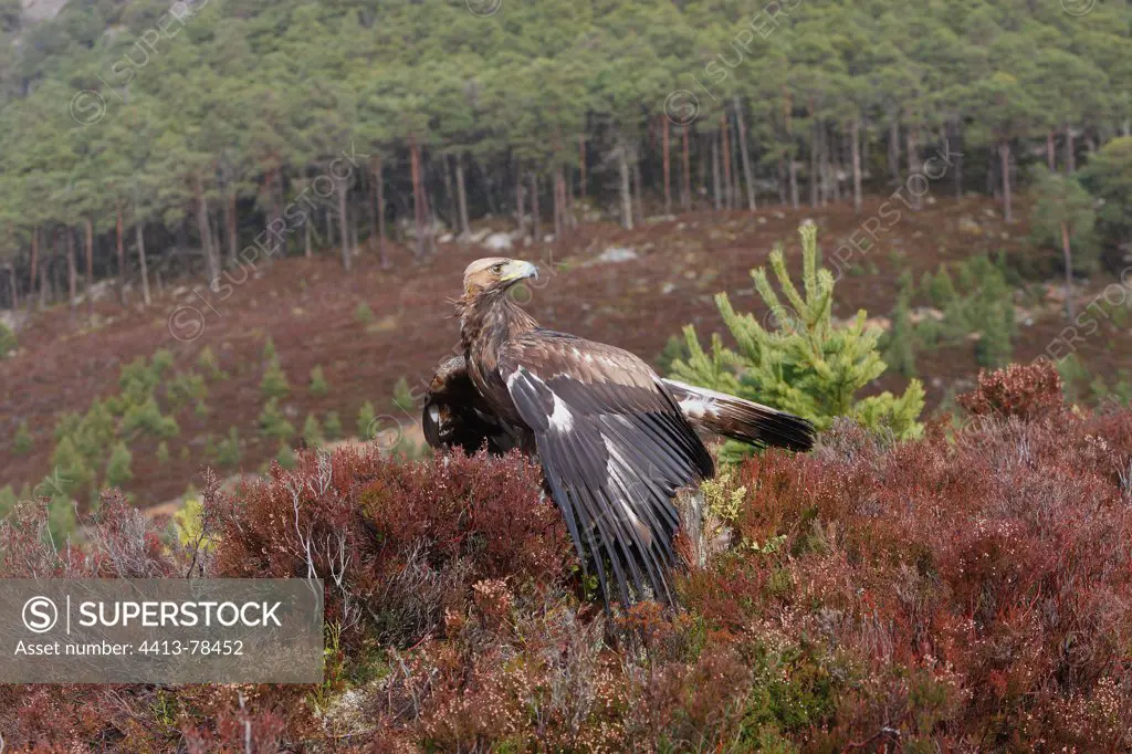 Golden Eagle in moor Ecosse