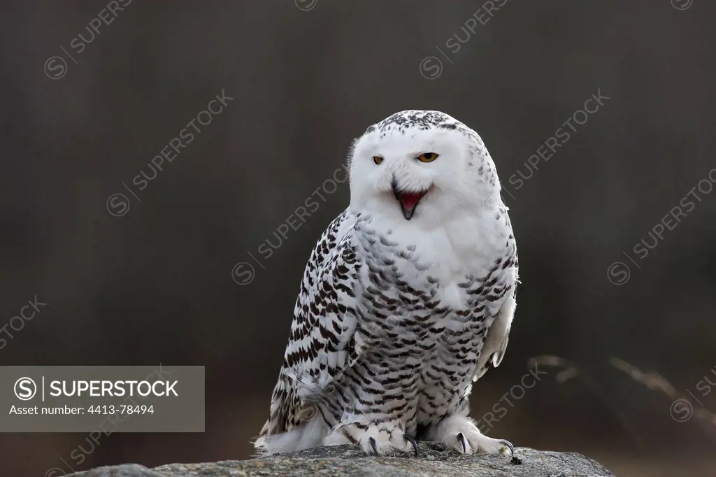 Snowy Owl on a rock