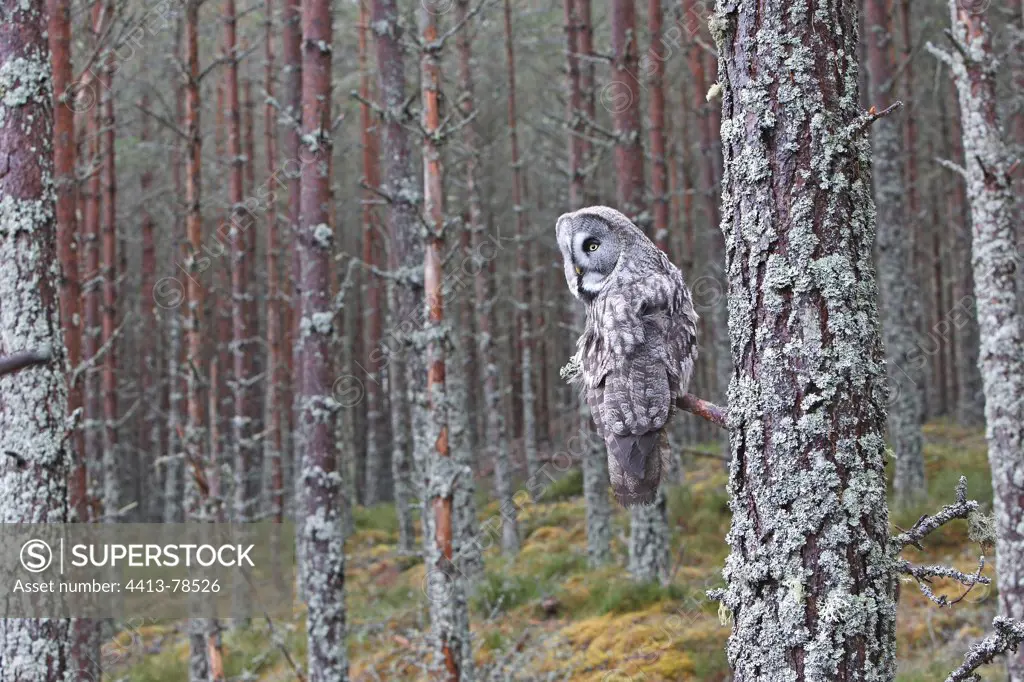 Great Grey Owl on a branch