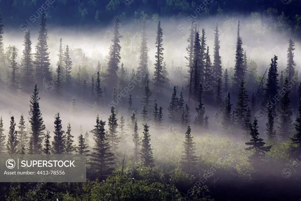 White Spruce forest on mist Yukon Canada