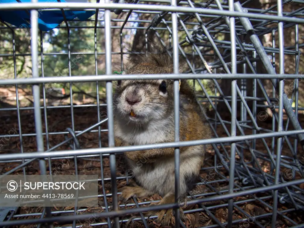 American red squirrel caught by biologist in a cage Yukon