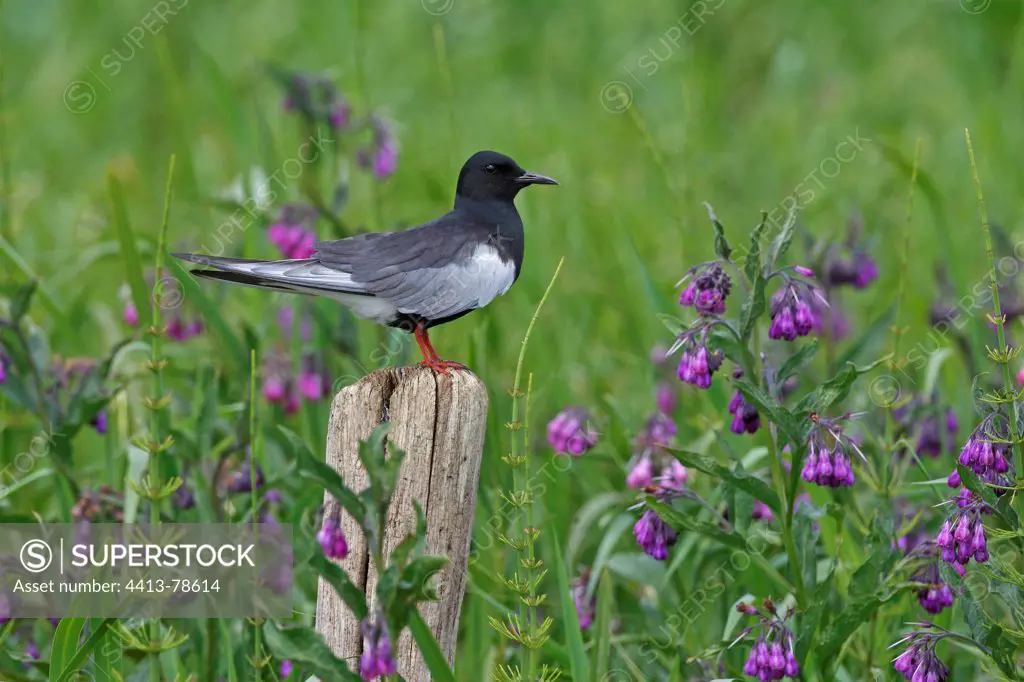 White-winged black tern standing on a post amongst flowers
