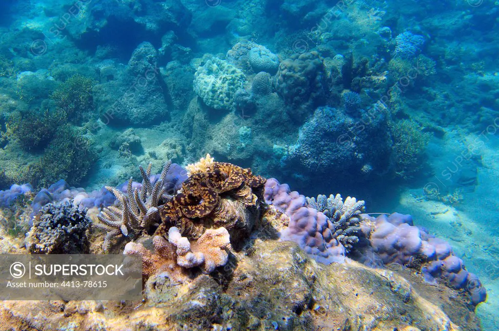 Landscape reef Mayotte Comoro Islands