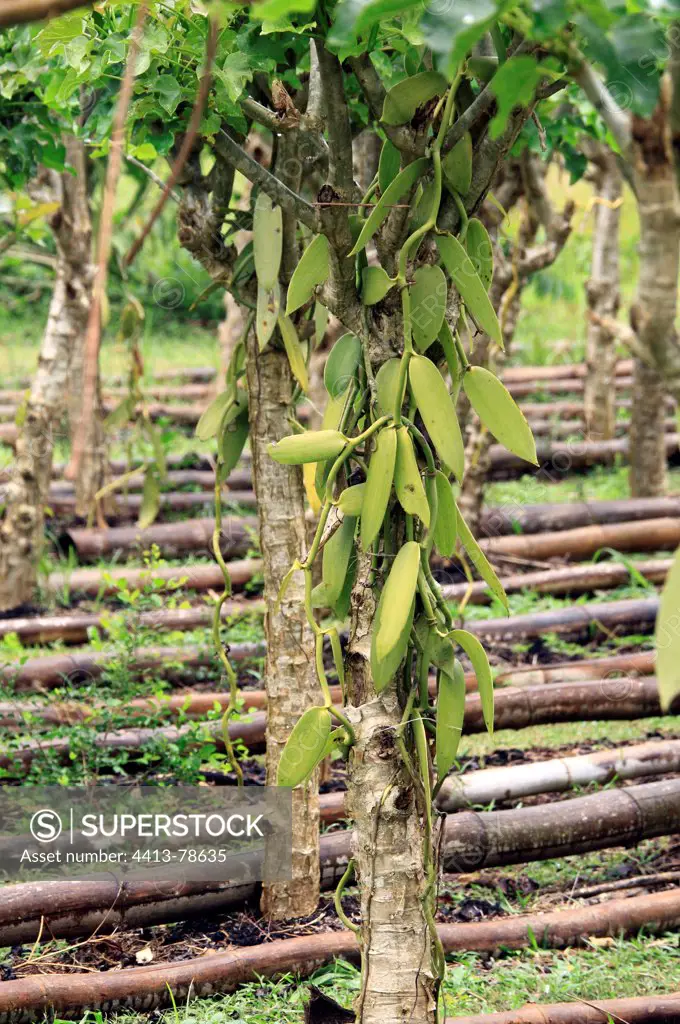 Footer Vanilla planting Guerlain Mayotte