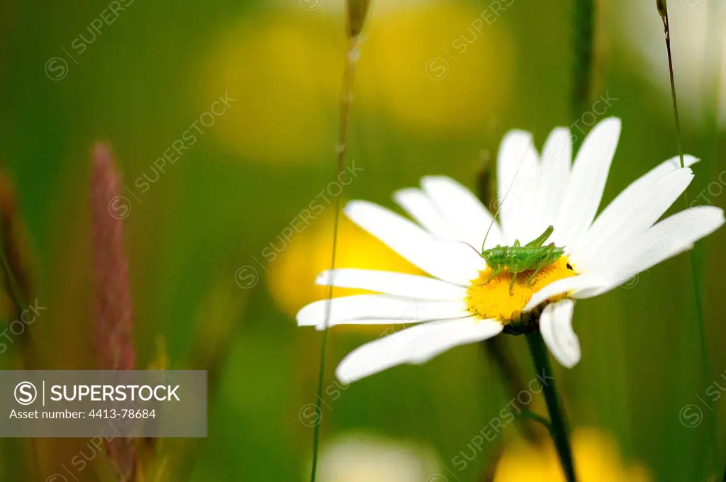 Great Green Bush-cricket on an Oxeye Daisy flower France