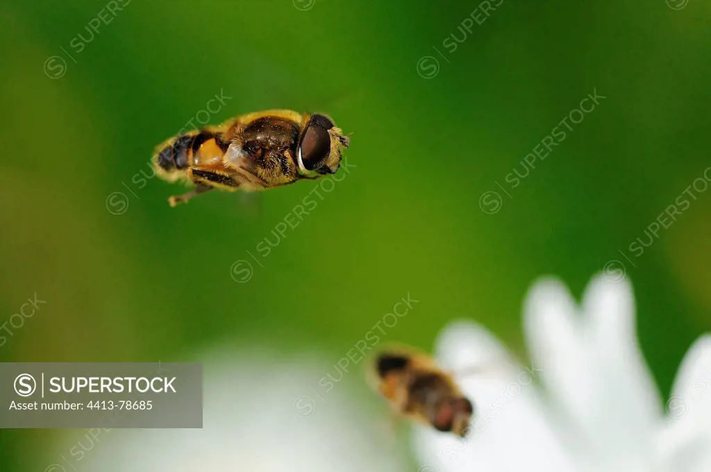Hoverflies in flight over an Oxeye Daisy Normandie