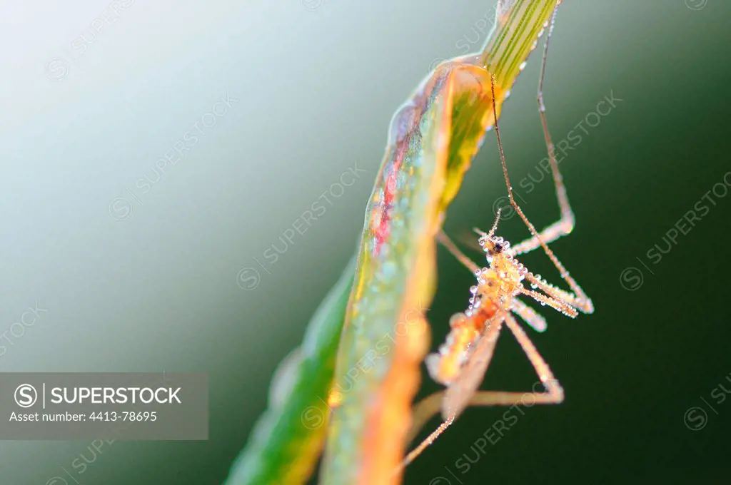 Crane Fly suspended from a blade of grass covered with dew