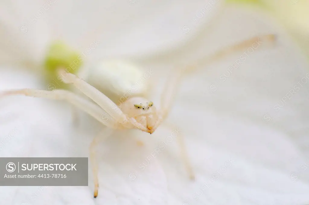 Goldenrod Spider at steal on a flower Normandie France