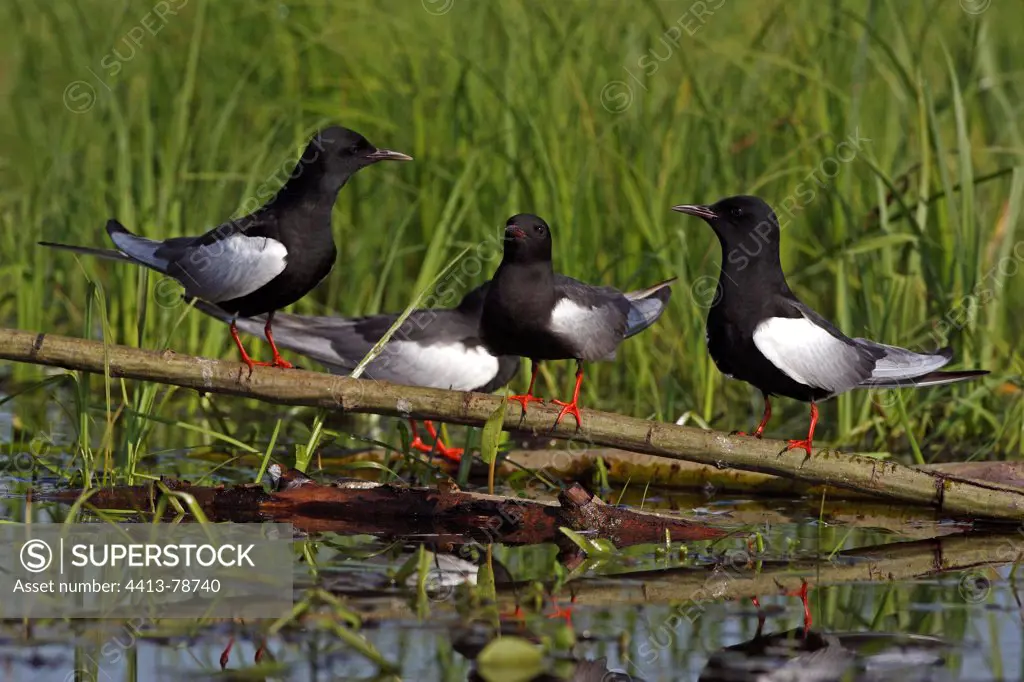 Flock of White-winged black terns standing on a branch