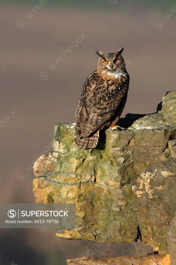 Eagle owl standing on a rock