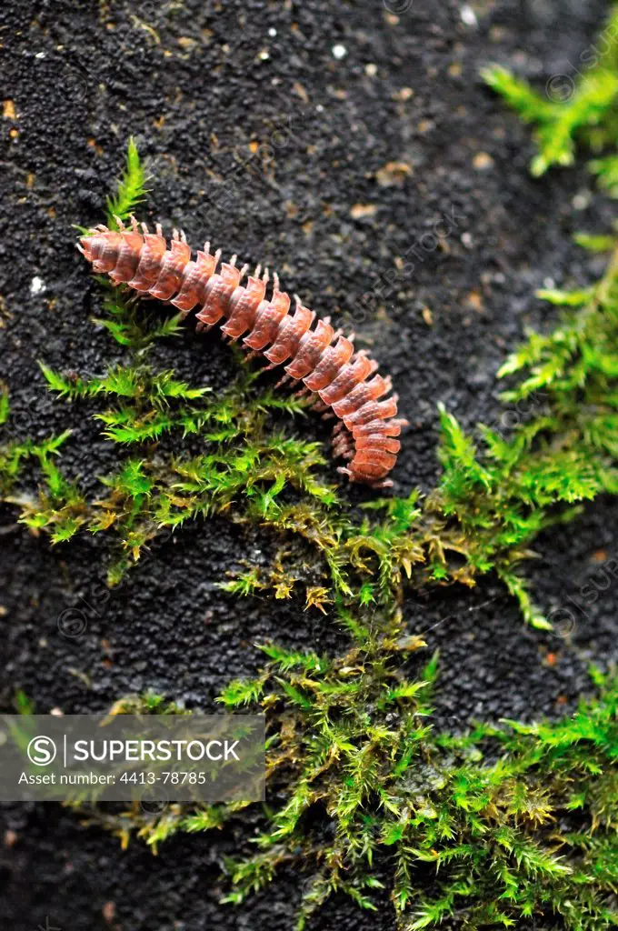 Millipede moving at the base of a tree trunk France