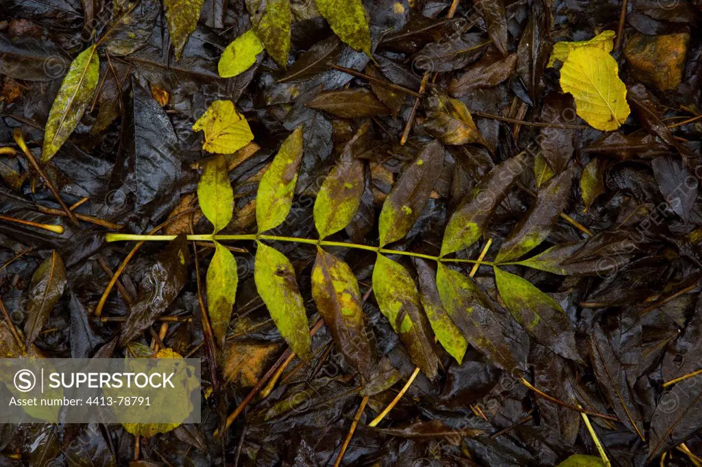 Dead Ash leaf in the forest Redes Natural Park Asturias