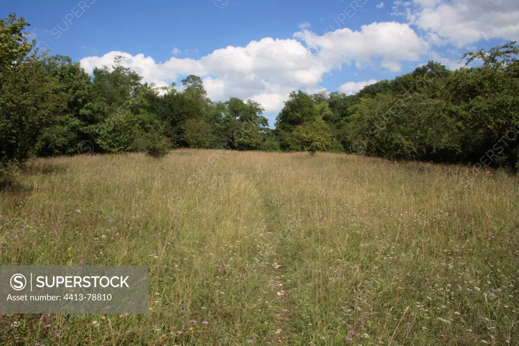 Meadow in Buxberg Reserve Illfurth Haut-Rhin France