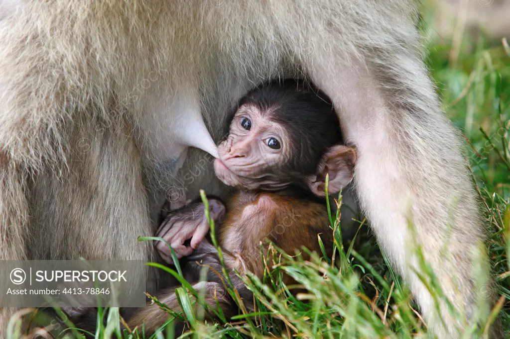 Young Barbary macaque sucking at its mother Alsace France