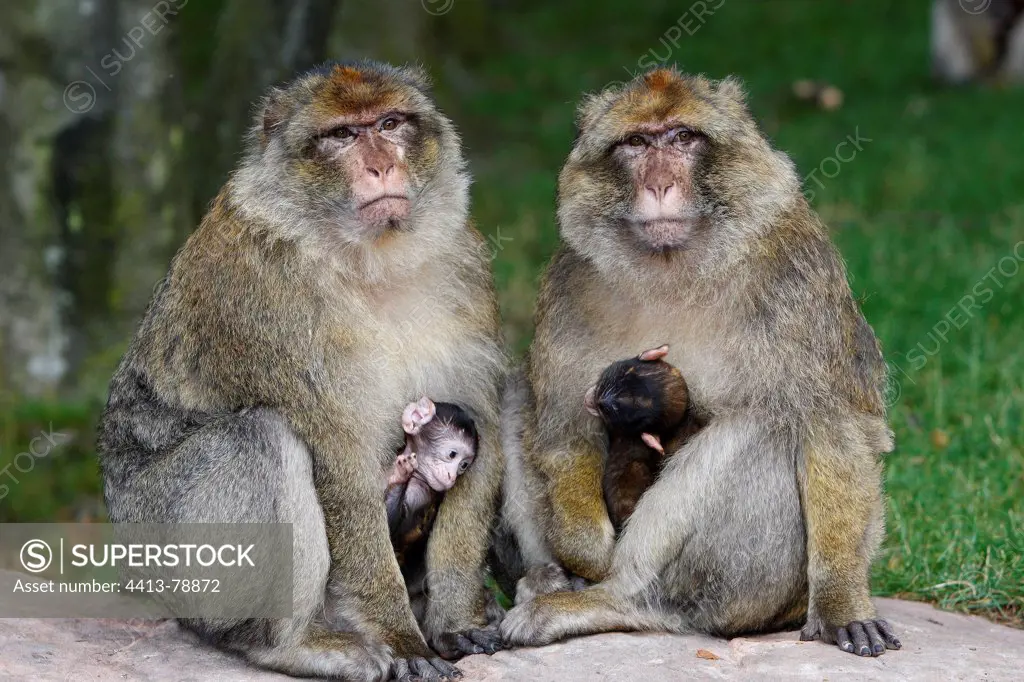 Young Barbary macaques in the arms of adults Alsace France