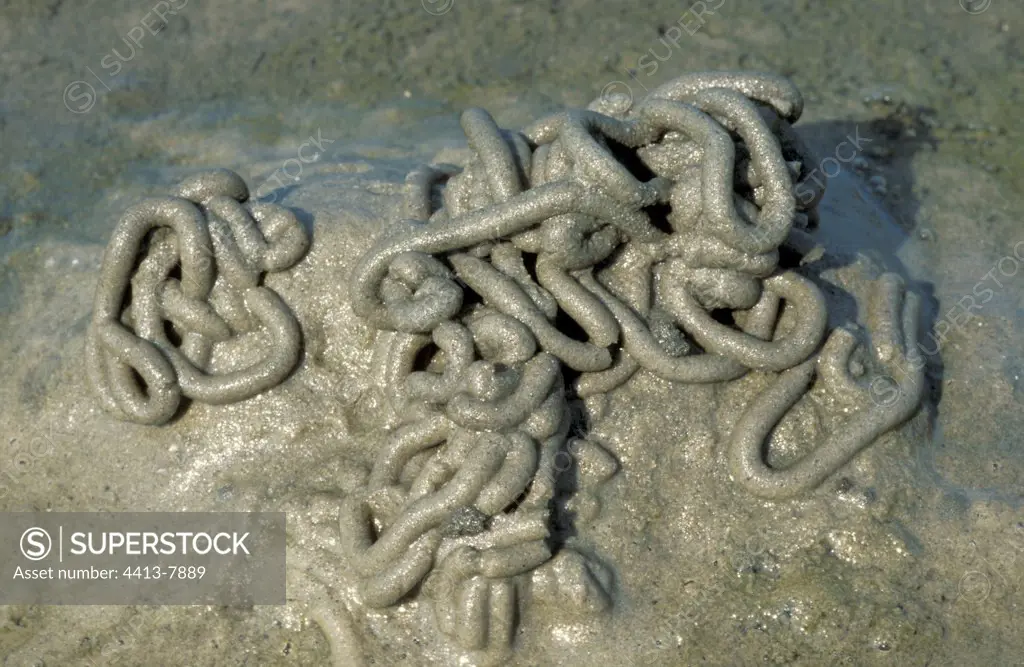 Dejections of Arénicoles worms in sand Germany
