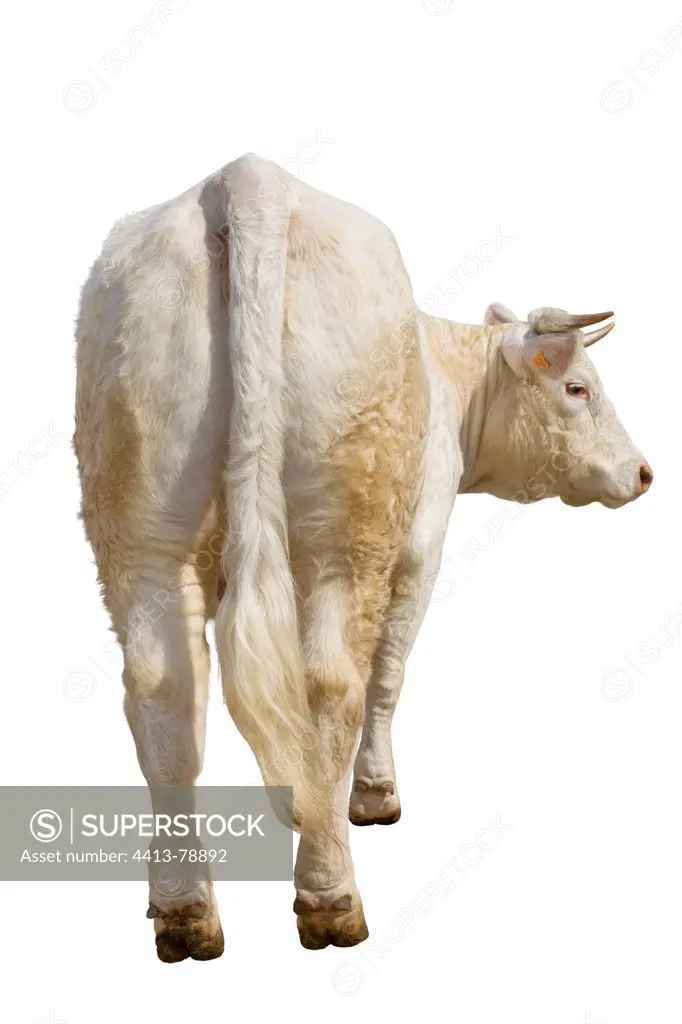 Charolais heifer to stand back