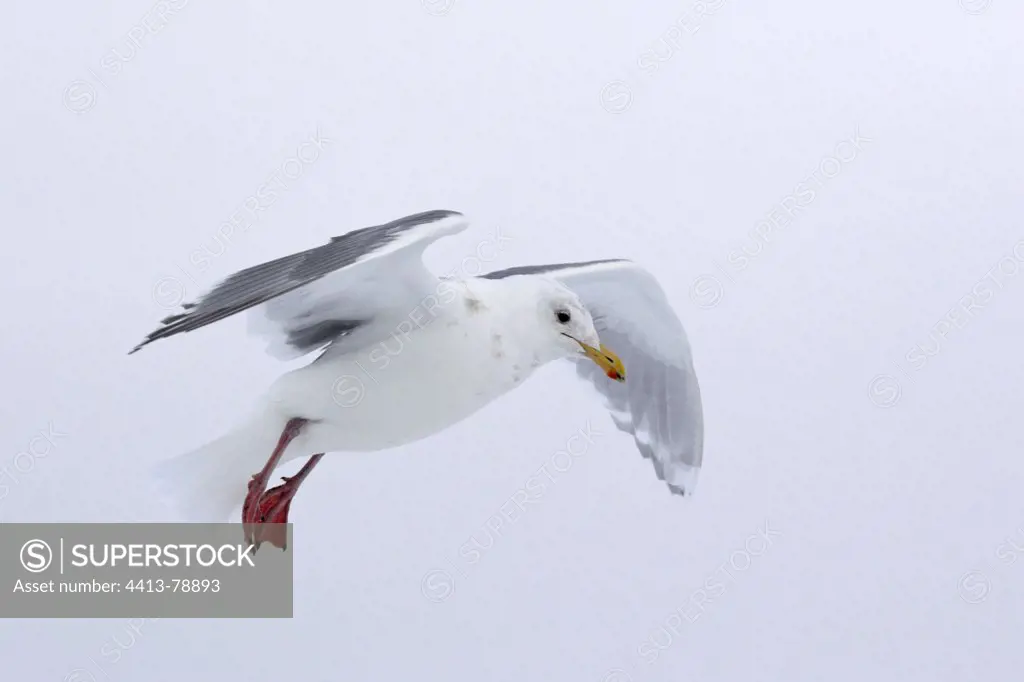Glaucous-winged Gull flying Kenai peninsula Alaska