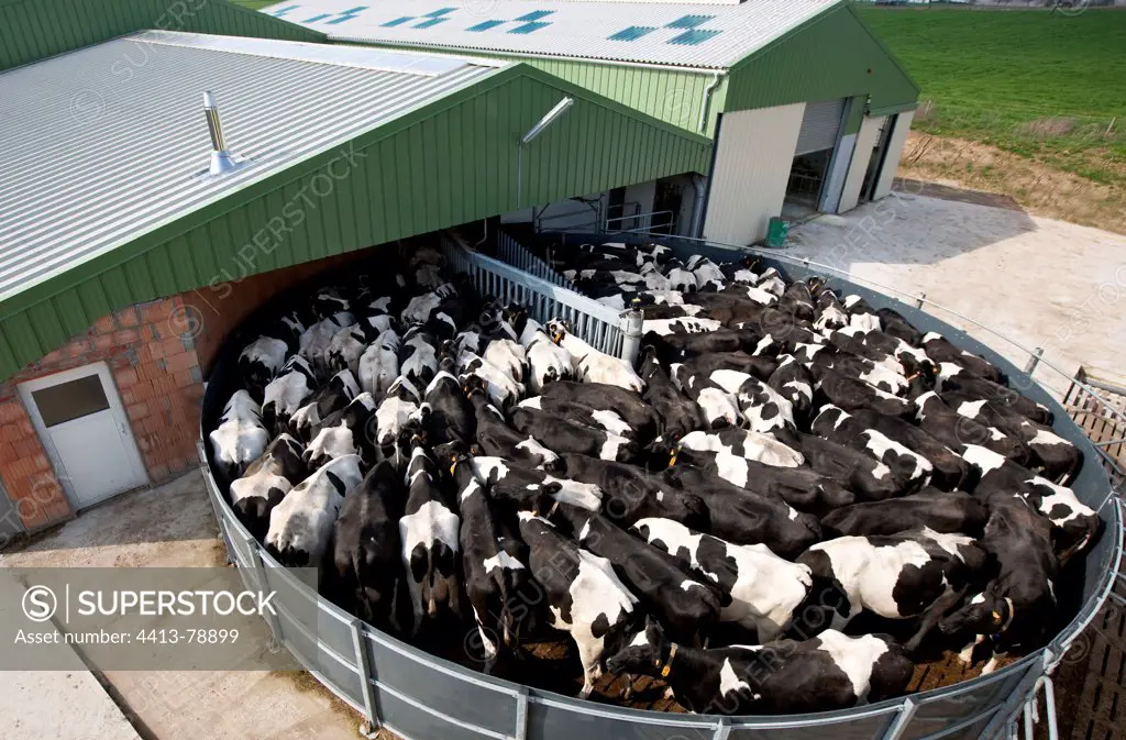 Holstein cows in a waiting area before milking