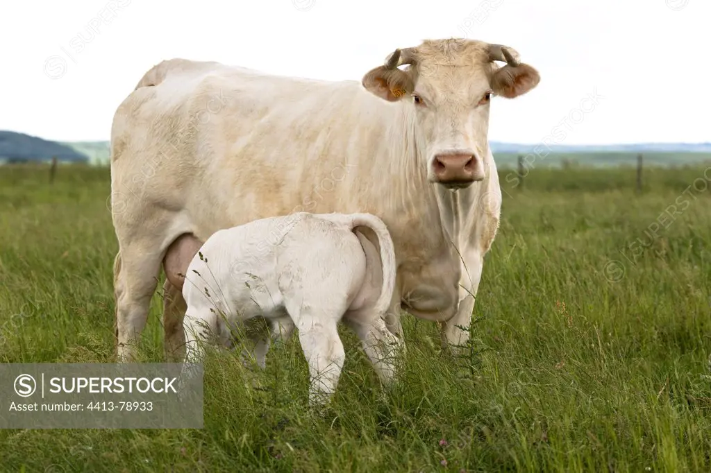Charolais Calf sucking her mother in the meadow