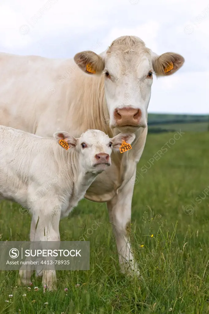 Charolais cow and calf in the meadow