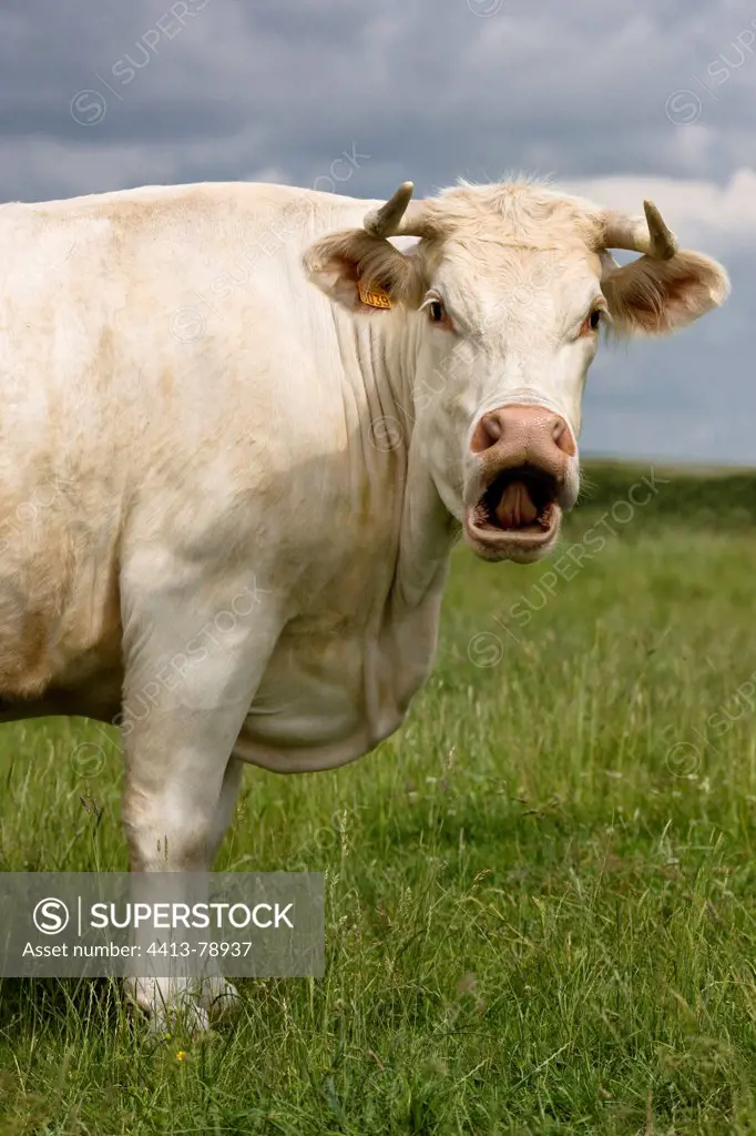 Charolais cow bellowing in the meadow