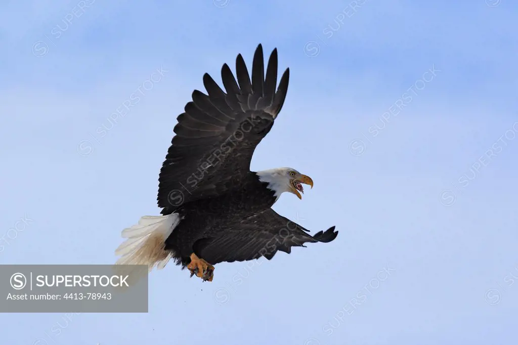 Bald Eagle flying Kenai peninsula Alaska