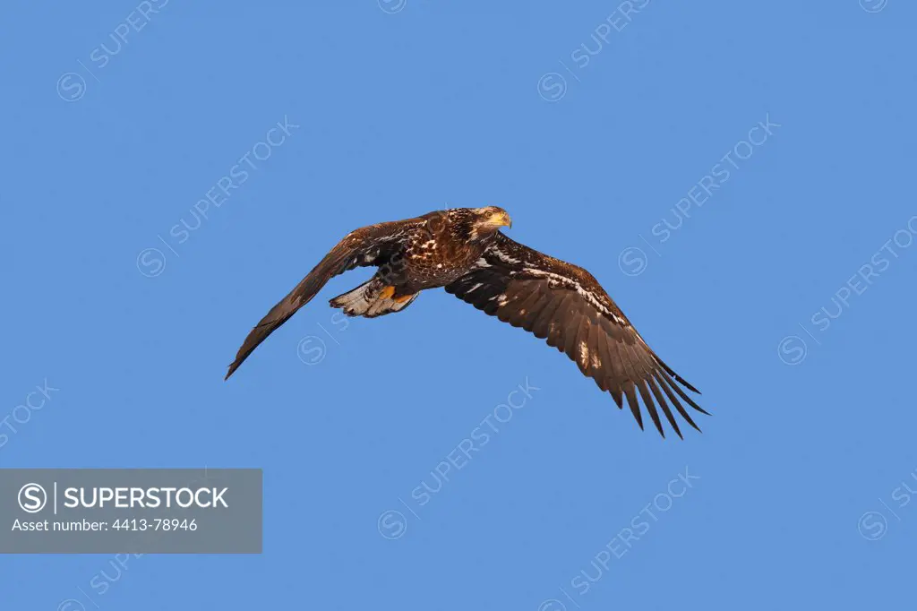 Young Bald Eagle flying Kenai peninsula Alaska
