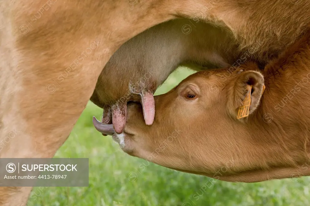 Limousin calf sucking her mother in the meadow France
