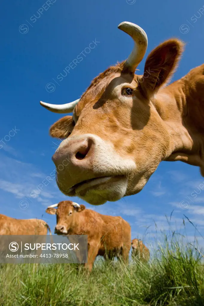 Portrait of a cow in the meadow Limousine in his flock