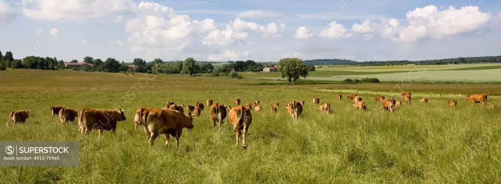 Herd of Cows pre Limousines France