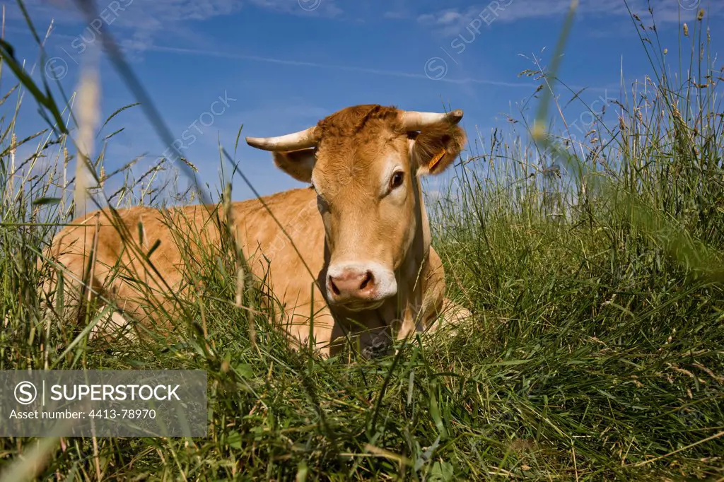 Limousine cow lying in the grass meadow in France