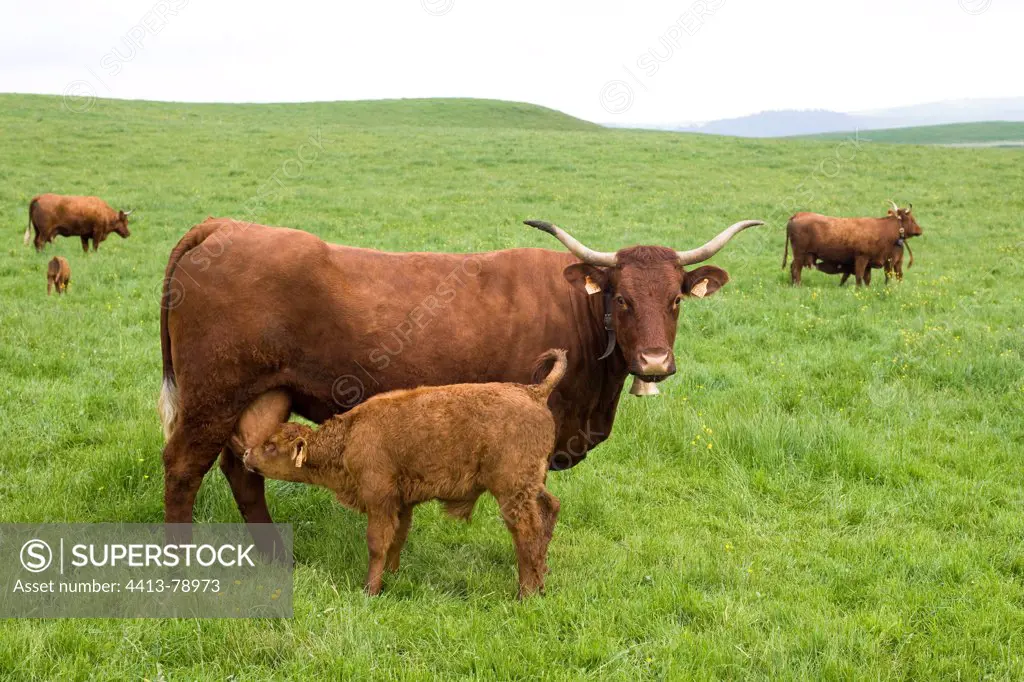 Salers cow and its calf in pre Cantal