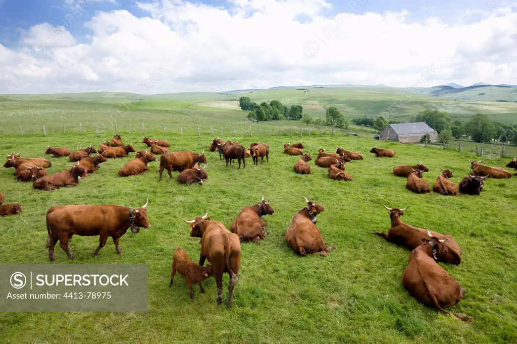 Herd of Salers cows in the meadow in the Cantal
