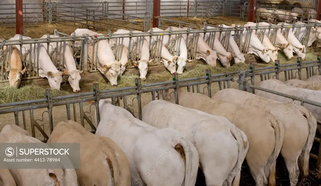 Blonde d'Aquitaine cows eating hay cornadis